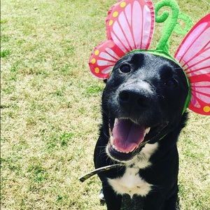 Meet your Posher, Bailey